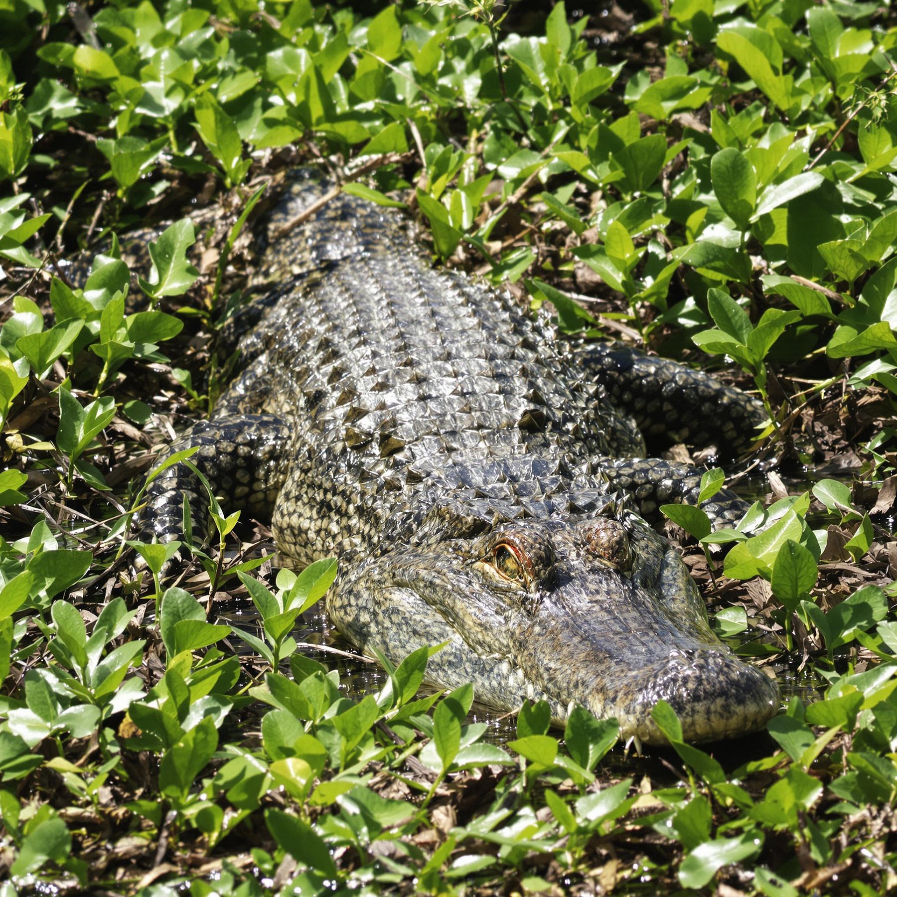 Krokodil in den Everglades