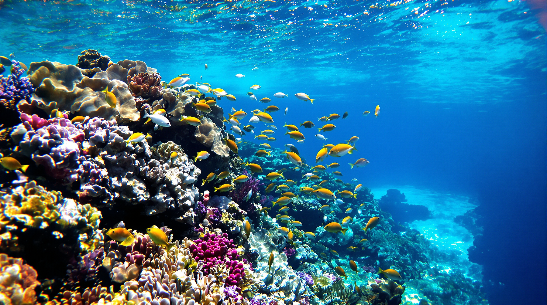 underwater view of colorful coral reef and tropical fish in Koh Tao, clear blue water, sunlight shimmering